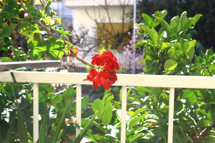 Apartment Garden house A2+1