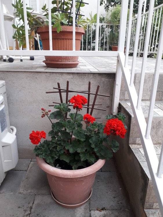 Apartment Garden House A4+2